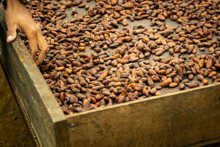 cocoa seeds drying on an organic plantationの写真素材