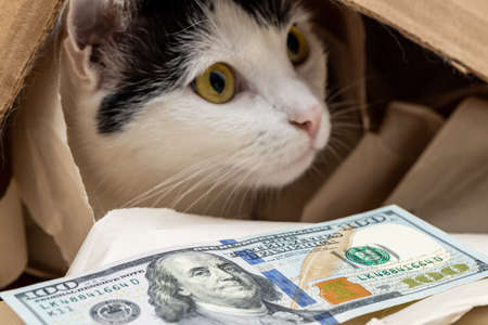 pet expenses, concept, cat playing in a cardboard box and $ 100, Rising cost of keeping petsの写真素材