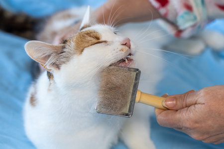 combing cat fur, Happy tricolor cat loving to be taken care of, pet combed on a blue quiltの写真素材