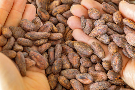 Dry cocoa seeds. Organic healthy organic food, Concept, cocoa prices, High content of magnesium and theobromine, Food industry for making chocolate, drinks, cakes and ice creamの写真素材