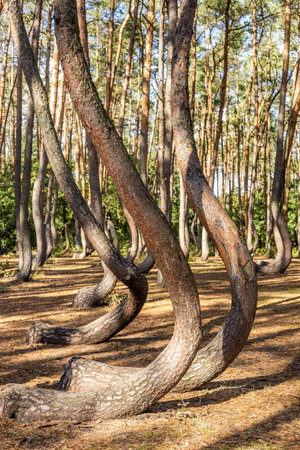 Crooked Forest. A landscape tourist attraction in Poland. A grove of curved Scots pines located in the village of Nowe Czarnowo near Gryfino, Western Pomerania, northwestern Poland.の写真素材