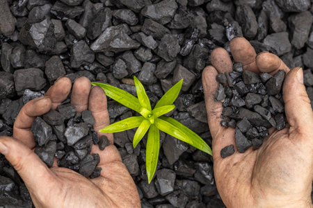 Hands immersed in coal, tending to a growing plant. Environmental concept, Net zero