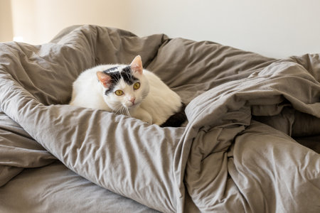 non-pedigree black and white cat lying in gray sheets on the bed. Concept, adoption of a pet from a shelter and adaptation at homeの写真素材