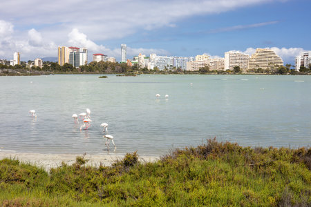Calpe. Spain's Costa Blanca coast. Lake Les Salines In the very center of Calpe, famous for its flamingo. Urban development in the background.の写真素材