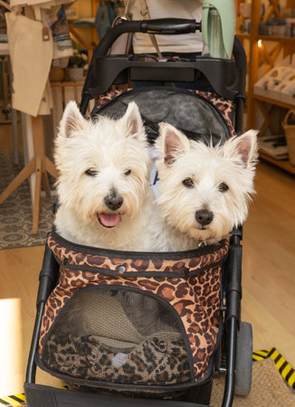 Two cheerful West Highland white terrier dogs sitting in a strollerの写真素材