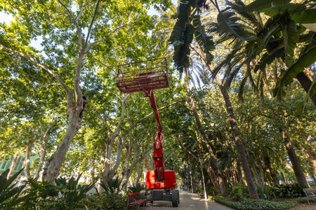 Cutting branches from tall trees in city parks. Work in the city green spaces.. close up