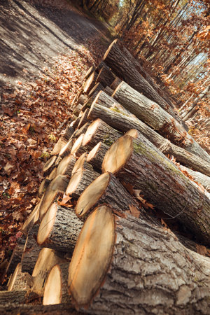 Logging. Logs from healthy trees that have been cut down, ready to be transported, by a forest road....
