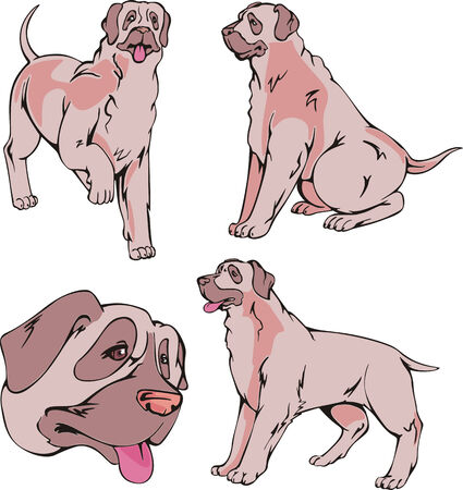 Set of cute dogs - mastiff breed. Vector illustrations.のイラスト素材