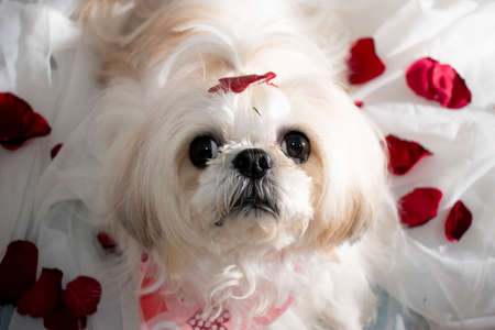 loyal friendの写真素材