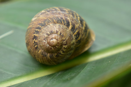 snails and natureの写真素材