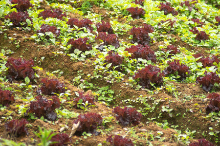 Lettuce growing in the vegetable garden at Doi Mae Salong, Chiang Rai, Thailand