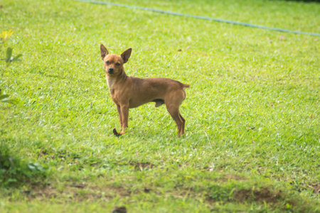Miniature pinscher dog standing on the green grass in the parkの写真素材