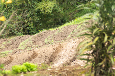Agriculture and cultivation in the countryside of Thailand. Agricultural land.