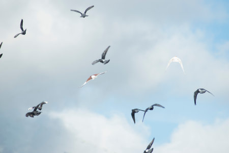 Flying seagulls in the blue sky, closeup of photoの写真素材