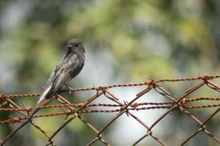 Spotted flycatcher on a barbed wire fence in Maryland during the Summerの写真素材