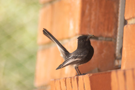 Wagtail bird on a brick wall. Close-up.
