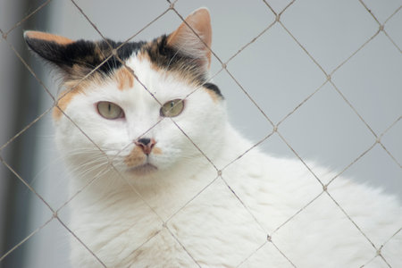 Cat behind the fence, selective focus on the eye, shallow depth of fieldの写真素材