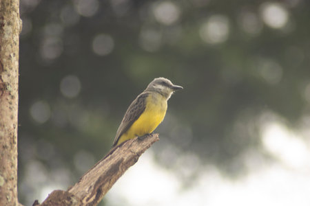 Yellow-bellied Kingbird perched on a branch in the forest