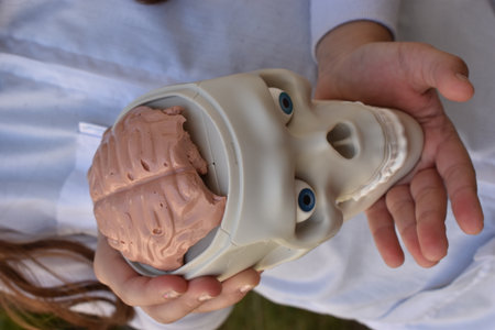 Close-up of female hands holding plastic model of human jaw.