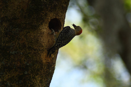 Black-bellied Woodpecker (Dryocopus martius) in the nestの写真素材