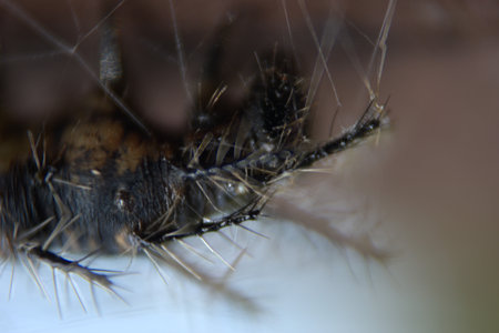 Close-up of a dead fly on a spider web. Macro