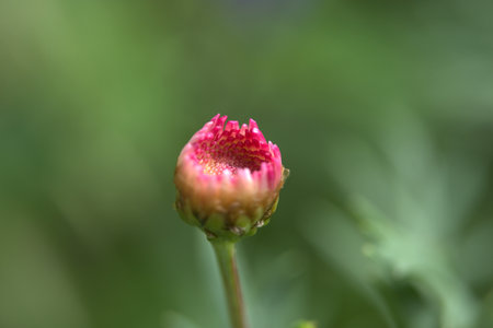pink chrysanthemum flower in the garden, macro
