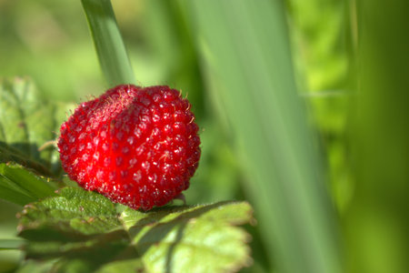 Ripe red berry of wild strawberry on a green background.