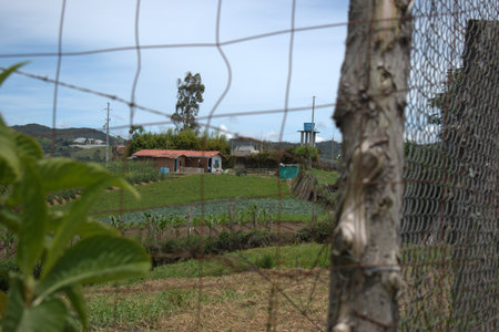 Agriculture in the south of the island of Madeira, Portugalの写真素材