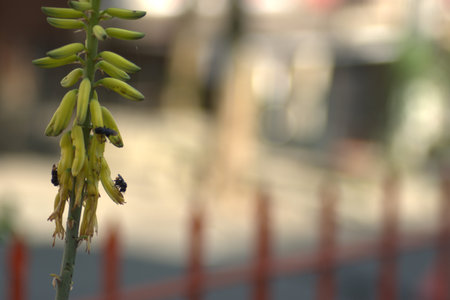 Aloe plant in bloom with bees in the background.の写真素材