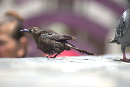 A closeup shot of a black crow on the roof of a building