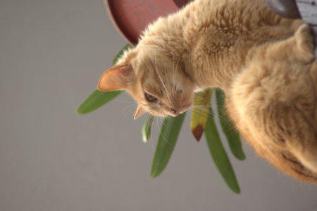 ginger cat playing with green plant on white background, stock photoの写真素材