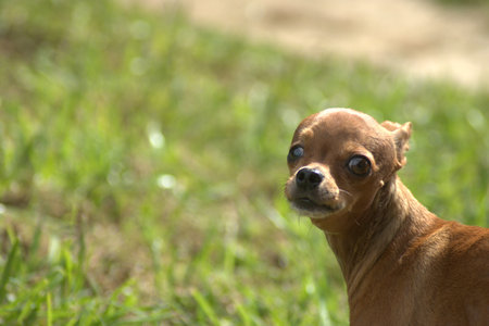 Little chihuahua dog in the park on green grass backgroundの写真素材