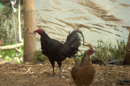 Black rooster and chicken in the farm,selective focus.の写真素材