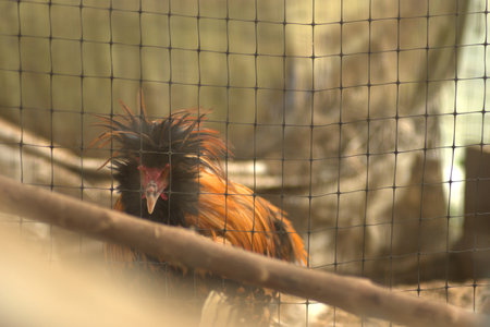 chicken in a cage at a zoo, beautiful photo digital picture