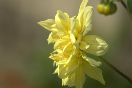 Yellow dahlia flower in the garden, closeup of photoの写真素材