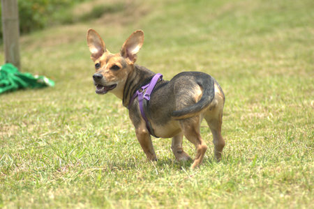 chihuahua dog running on the grass in the garden.の写真素材