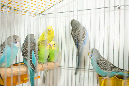 Budgerigar parrots in a cage, closeup of photoの写真素材