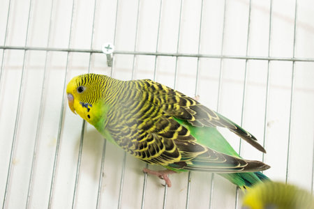 Green budgerigar in a cage, closeup of photoの写真素材
