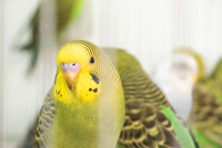 Budgerigar parrot in a cage, close upの写真素材