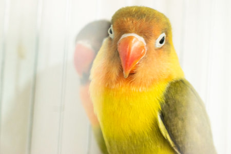 Lovebird in a cage at a pet parlor close up.の写真素材