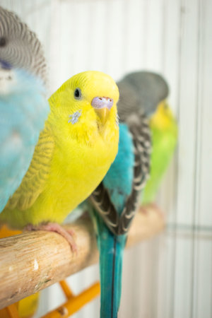 colorful budgerigar in a cage, closeup of photoの写真素材