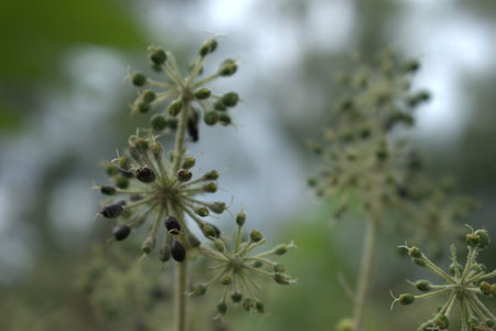 Close up of dill flowers with blurred background. Shallow depth of field.