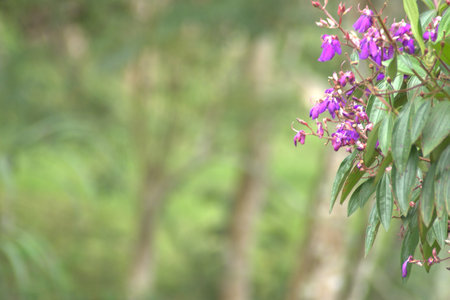 Purple flowers on the tree in the garden with copy space.の写真素材
