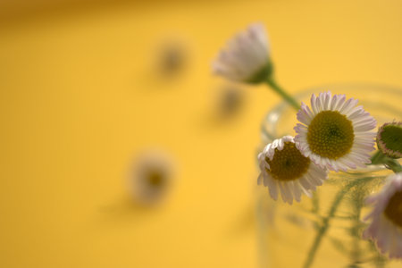 daisies in a glass on a yellow background with copy space
