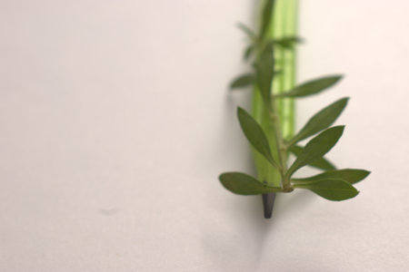 Close up of a green stem on a white background with space for textの写真素材