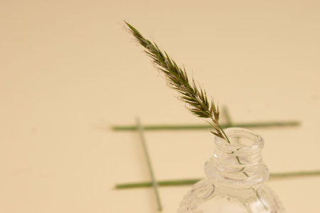 Spikelets of grass in a glass vase on a white background