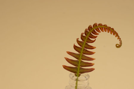 Fern leaf in a glass vase on beige background.の写真素材