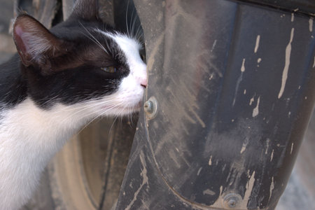 A black and white cat peeking out of a car tire.
