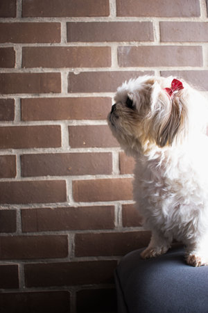 Cute puppy in front of brick wall.