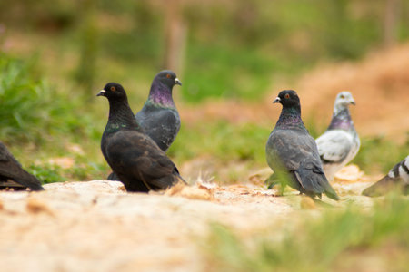 Pigeons on the ground. Selective focus.の写真素材
